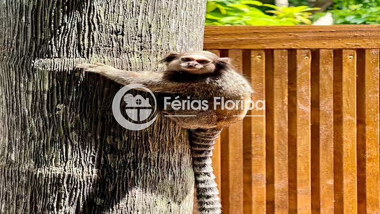 Conforto e natureza no sul da ilha